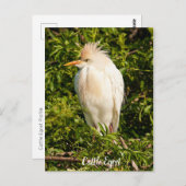 Carte postale Profil de bétail (Devant / Derrière)