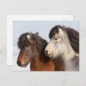 Carte Postale Profil de cheval islandais, Islande (Devant / Derrière)