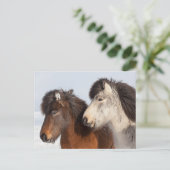 Carte Postale Profil de cheval islandais, Islande (Debout devant)