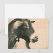 Carte Postale Profil de chèvre (Devant / Derrière)