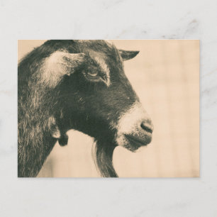 Carte Postale Profil de chèvre
