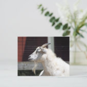 Carte Postale Profil de chèvre blanche mûre photo (Debout devant)