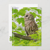 Carte Postale Profil de Chouette barrée (Devant / Derrière)