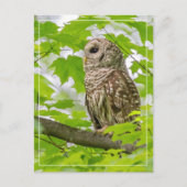 Carte Postale Profil de Chouette barrée (Devant)