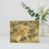 Carte Postale Profil de coucher de soleil Jacklapin (Debout devant)