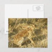 Carte Postale Profil de coucher de soleil Jacklapin (Devant / Derrière)
