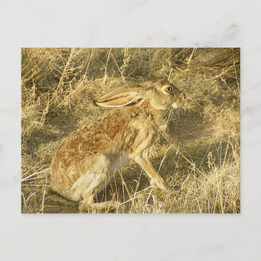 Carte Postale Profil de coucher de soleil Jacklapin (Devant)