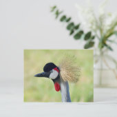 Carte Postale Profil de Grue couronnée grise (Debout devant)