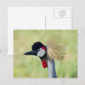 Carte Postale Profil de Grue couronnée grise (Devant / Derrière)