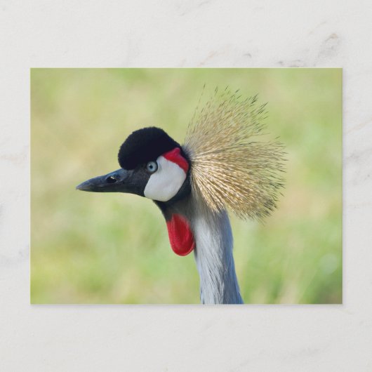 Carte Postale Profil de Grue couronnée grise (Devant)