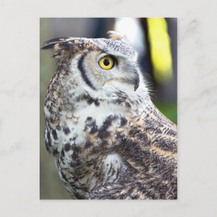 Carte Postale Profil de la chouette à grande corne