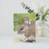 Carte Postale Profil de la souris (Debout devant)