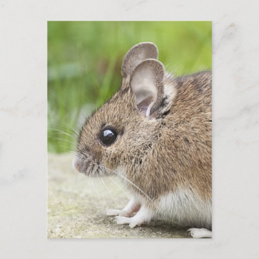 Carte Postale Profil de la souris (Devant)