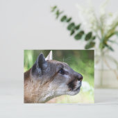Carte Postale Profil de lion de montagne (Debout devant)