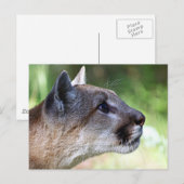 Carte Postale Profil de lion de montagne (Devant / Derrière)