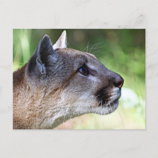 Carte Postale Profil de lion de montagne (Devant)