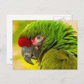 Carte Postale Profil de macaw à Père Noël Barbara Zoo (Devant / Derrière)