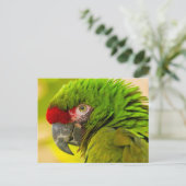 Carte Postale Profil de macaw à Père Noël Barbara Zoo (Debout devant)