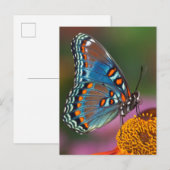 Carte Postale Profil de papillon sur une fleur (Devant / Derrière)