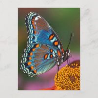 Profil de papillon sur une fleur