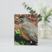 Carte Postale Profil de Robin (Debout devant)