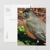 Carte Postale Profil de Robin (Devant / Derrière)