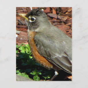 Carte Postale Profil de Robin