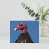 Carte Postale Profil de vautour (Debout devant)