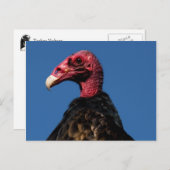 Carte Postale Profil de vautour (Devant / Derrière)