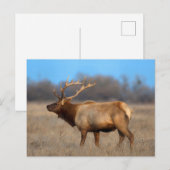 Carte Postale Profil d'élan en automne (Devant / Derrière)