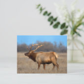 Carte Postale Profil d'élan en automne (Debout devant)