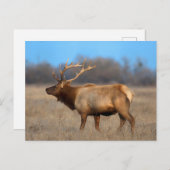 Carte Postale Profil d'Elk à l'automne (Devant / Derrière)