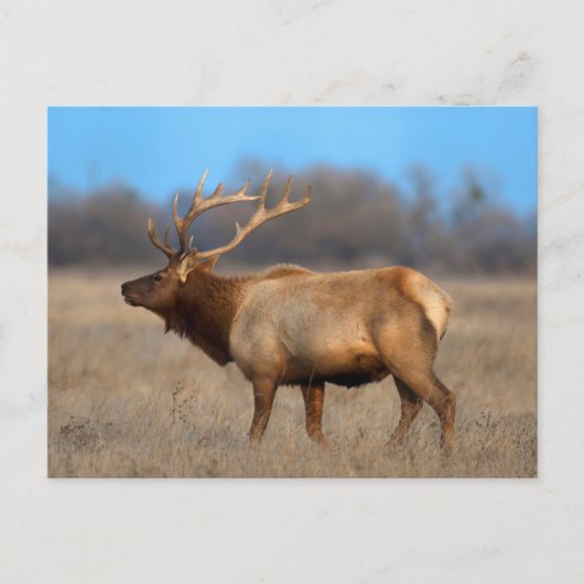 Carte Postale Profil d'Elk à l'automne (Devant)