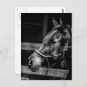 Carte postale Profil du cheval (Devant / Derrière)