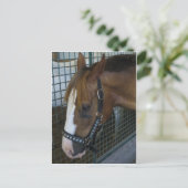 Carte Postale Profil du cheval (Debout devant)