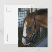 Carte Postale Profil du cheval (Devant / Derrière)