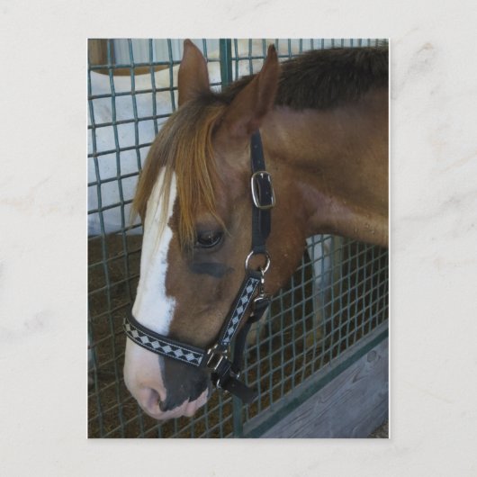 Carte Postale Profil du cheval (Devant)