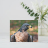 Carte Postale Profil du faucon pèlerin (Debout devant)