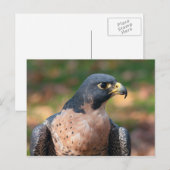 Carte Postale Profil du faucon pèlerin (Devant / Derrière)