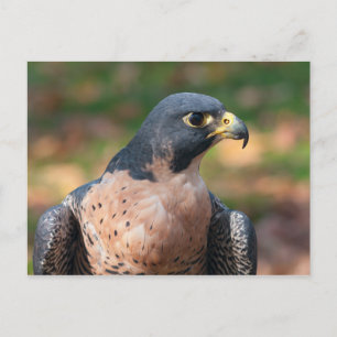 Carte Postale Profil du faucon pèlerin