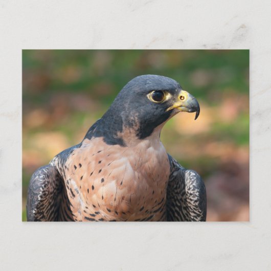 Carte Postale Profil du faucon pèlerin (Devant)