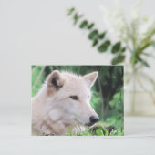 Carte Postale Profil du loup blanc (Debout devant)