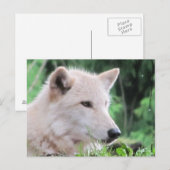 Carte Postale Profil du loup blanc (Devant / Derrière)