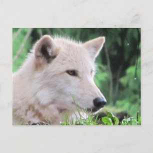 Carte Postale Profil du loup blanc