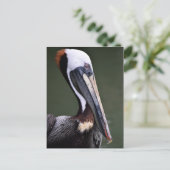 Carte Postale Profil du Pélican Brown (Debout devant)