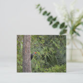 Carte Postale Profil du Pic pileaté à tête rouge de Floride (Debout devant)