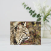 Carte Postale Profil d'un Bobcat (Debout devant)