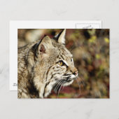 Carte Postale Profil d'un Bobcat (Devant / Derrière)
