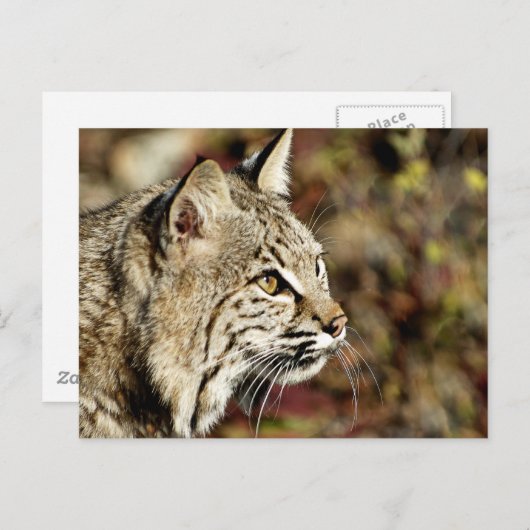 Carte Postale Profil d'un Bobcat (Devant / Derrière)