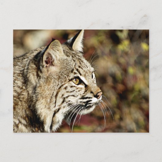 Carte Postale Profil d'un Bobcat (Devant)